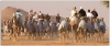 Crossing Paths  UAE.jpg